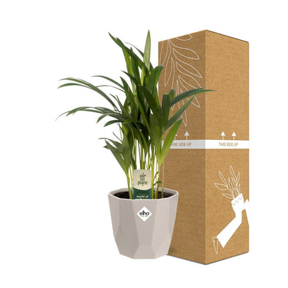 Kamerplant - Dypsis Lutescens (Areca) - Incl. sierpot - Pot Ø 12cm