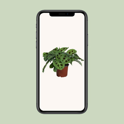Kamerplant - Maranta Leuconeura Kerchoveana - Pot Ø 12cm Hoogte ↕ 30cm