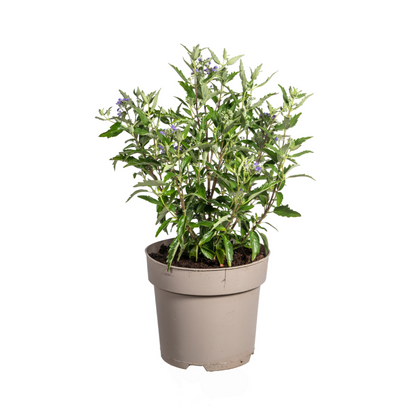 Buitenplant - Caryopteris x Clandonensis - Bloeiend - Pot Ø 19cm Hoogte ↕ 40-50cm