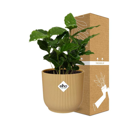 Kamerplant - Coffea Arabica - Inclusief sierpot - Pot Ø 14cm