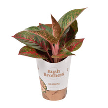 Kamerplant - Aglaonema Dark Star - Pot Ø 12cm Hoogte ↕ 35cm