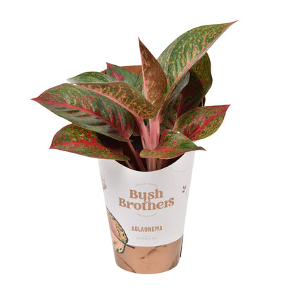 Kamerplant - Aglaonema Dark Star - Pot Ø 12cm Hoogte ↕ 35cm