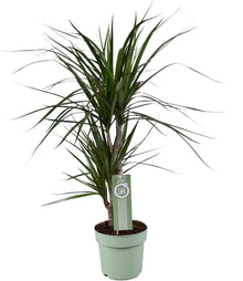Kamerplant - Dracaena Marginata - Pot Ø 17cm Hoogte ↕ 70cm