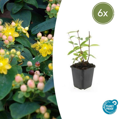 Buitenplant 6x Hypericum inodorum 'Annebel' - Bloeiend - Pot Ø 9cm