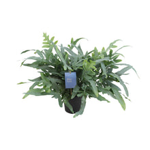Kamerplant - Phlebodium Aureum Blue Star - Pot Ø 17cm Hoogte ↕ 50cm