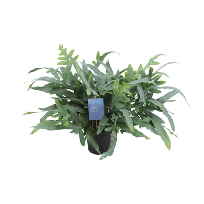 Kamerplant - Phlebodium Aureum Blue Star - Pot Ø 17cm Hoogte ↕ 50cm