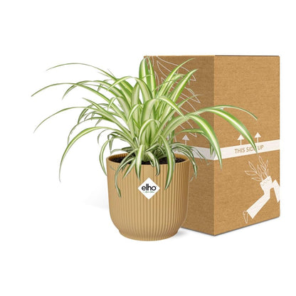 Kamerplant - Chlorophytum Comosum Variegatum - Pot Ø 14cm