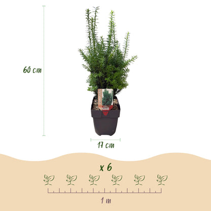 Buitenplant 6x Taxus media 'Hilii' - Haagplant - Pot Ø 17cm Hoogte ↕ 60cm