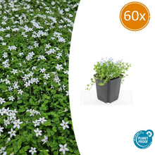 Buitenplant 60x Isotoma fluviatilis 'Alba' - Bloeiend - Pot Ø 9cm Hoogte ↕ 10-25cm