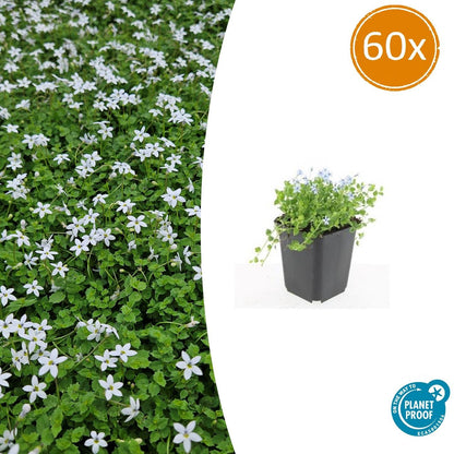 Buitenplant 60x Isotoma fluviatilis 'Alba' - Bloeiend - Pot Ø 9cm Hoogte ↕ 10-25cm