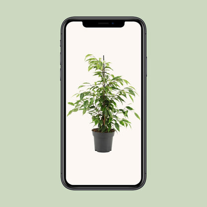 Kamerplant - Ficus Benjamina Anastasia - Pot Ø 14cm Hoogte ↕ 55cm
