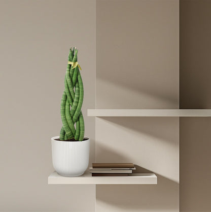 Kamerplant - Sansevieria cylindrica 'Twist' - Pot Ø 10,5cm Hoogte ↕ 40cm