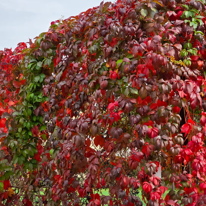 Buitenplant 2x Parthenocissus Engelmannii - Klimplant - Pot Ø 11cm Hoogte ↕ 40cm