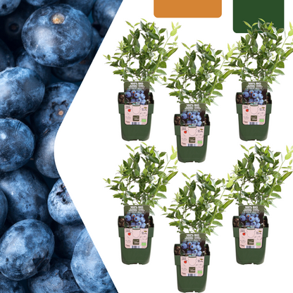 Buitenplant 6x Biologische bosbessenplanten - Pot Ø 13cm Hoogte ↕ 20cm