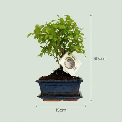 Kamerplant 2x Bonsai Bol Vorm Boom - Mix Keramiek - Hoogte ↕ 25-30cm