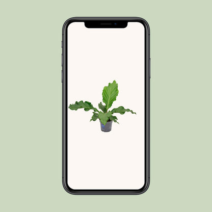 Kamerplant - Anthurium Birdnes - Luchtzuiverend - Pot Ø 17cm Hoogte ↕ 55cm