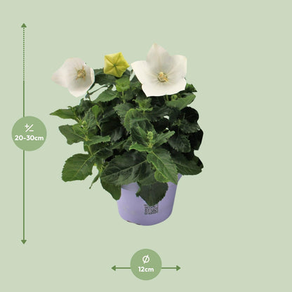Buitenplant - Platycodon White - Bloeiend - Pot Ø 12cm Hoogte ↕ 22cm