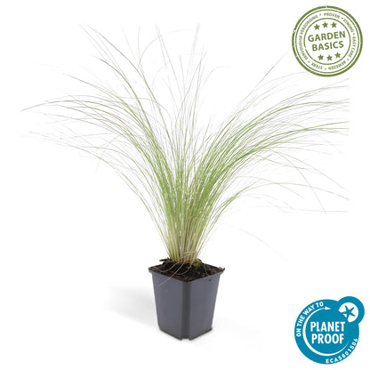 Buitenplant 60x Stipa tenuissima 'Ponytails' - Pot Ø 9cm Hoogte ↕ 10-25cm