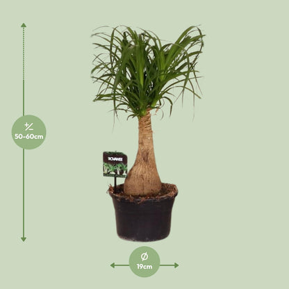 Kamerplant - Beaucarnea Nolina - Pot Ø 19cm Hoogte ↕ 60cm