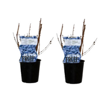Buitenplant 2x Lonicera Duet (Honingbes) - Winterhard - Pot Ø 12cm Hoogte ↕ 30cm