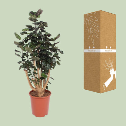 Kamerplant - Polyscias Fabian - XL - Pot Ø 27cm Hoogte ↕ 130cm