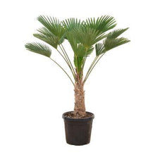 Buitenplant - Trachycarpus wagnerianus - Winterhard - Hoogte ↕ 130cm