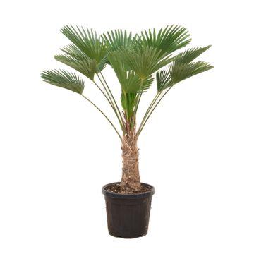 Buitenplant - Trachycarpus wagnerianus - Winterhard - Hoogte ↕ 130cm