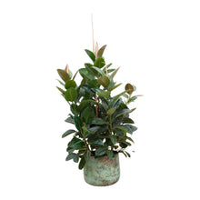 XL Kamerplant - Ficus Robusta vertakt - Pot Ø 38cm Hoogte ↕ 150cm