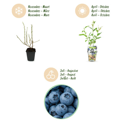 Buitenplant 6x Vaccinium corymbosum 'Goldtraube' - Winterhard - Pot Ø 9cm Hoogte ↕ 15cm