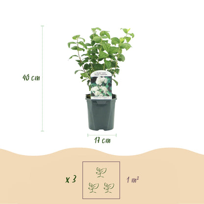 Buitenplant - Philadelphus 'Snowbelle' - Bloeiend - Pot Ø 17cm Hoogte ↕ 45cm