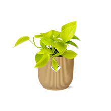 Kamerplant - Epipremnum Pinnatum 'Golden Pothos' - Pot Ø 14cm