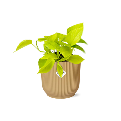 Kamerplant - Epipremnum Pinnatum 'Golden Pothos' - Pot Ø 14cm
