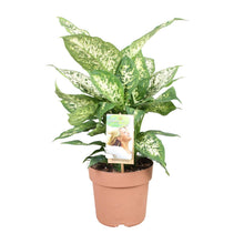 Kamerplant - Dieffenbachia Compacta - Pot Ø 17cm Hoogte ↕ 45cm
