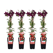 Buitenplant 4x Clematis Niobe - Bloeiend - Pot Ø 15cm Hoogte ↕ 65cm