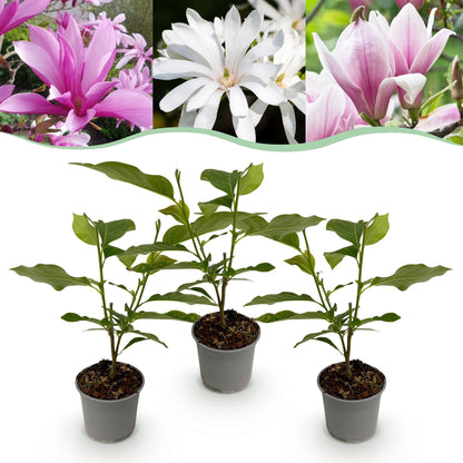 Buitenplant - Magnolia Tricolour - Bloeiend - Bladverliezend - Pot Ø 12cm Hoogte ↕ 30cm