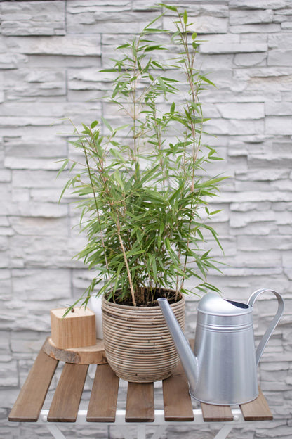Buitenplant - Fargesia rufa - Niet-woekerende bamboe - Pot Ø 29cm Hoogte ↕ 80cm