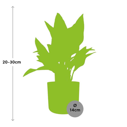 Kamerplant - Aglaonema Maria - Pot Ø 14cm