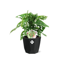 Kamerplant - Monstera 'Monkey Leaf' - Pot Ø 14cm