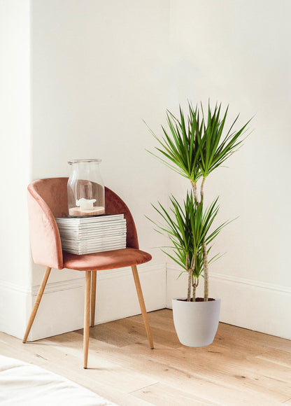 Kamerplant - Dracaena Marginata - Inclusief sierpot - Pot Ø 21cm Hoogte ↕ 95cm
