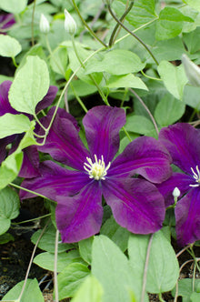 Buitenplant 4x Clematis 'Warszawska Nike' - Bloeiend, Klimplant - Pot Ø 15cm Hoogte ↕ 65cm
