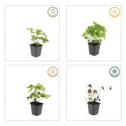 Buitenplant 60x Geranium nodosum - Bloeiend - Pot Ø 9cm Hoogte ↕ 10-25cm