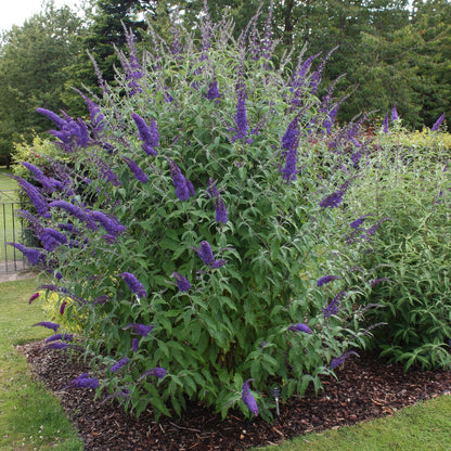 Buitenplant - Buddleja davidii 'Empire Blue' - Winterhard - Pot Ø 17cm Hoogte ↕ 45cm