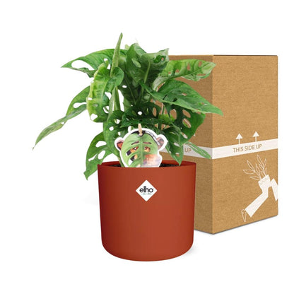 Kamerplant - Monstera 'Monkey Leaf' - Pot Ø 14cm