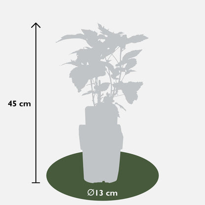 Buitenplant 3x Rubus idaeus 'Twotimer Sugana Yellow' - Pot Ø 13cm Hoogte ↕ 45cm