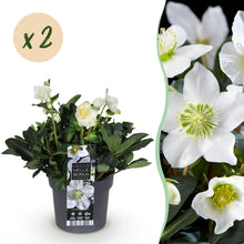 Buitenplant 2x Helleborus Christmas Carol - Bloeiend - Pot Ø 17cm Hoogte ↕ 35cm