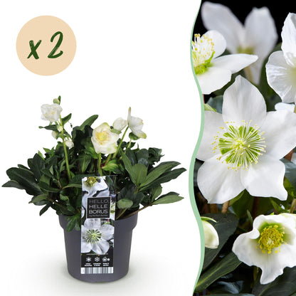Buitenplant 2x Helleborus Christmas Carol - Bloeiend - Pot Ø 17cm Hoogte ↕ 35cm