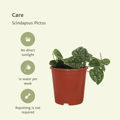 Kamerplant 4x Scindapsus Pictus - Pot Ø 12cm Hoogte ↕ 15cm