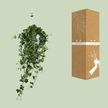Kamerplant - Hedera Helix Pitsburg - Hangplant XXL - Pot Ø 17cm Hoogte ↕ 90cm