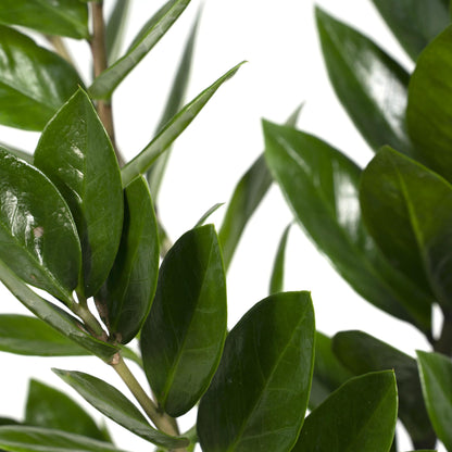 Kamerplant - Zamioculcas Zamiifolia - Pot Ø 17cm Hoogte ↕ 70cm