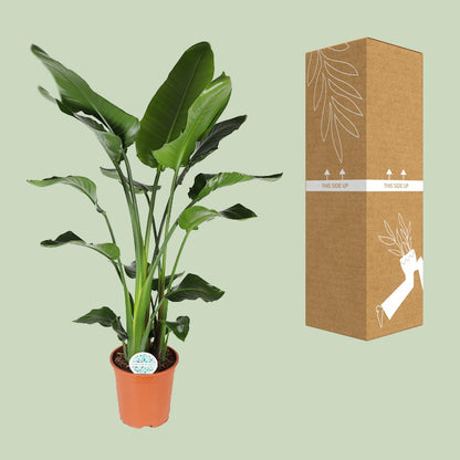 Kamerplant - Strelitzia Nicolai - Hoogte ↕ 35-250cm